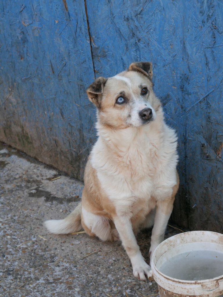 Hündin Missy wartet in Rumänien