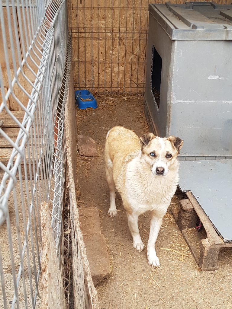 Hündin Missy wartet in Rumänien