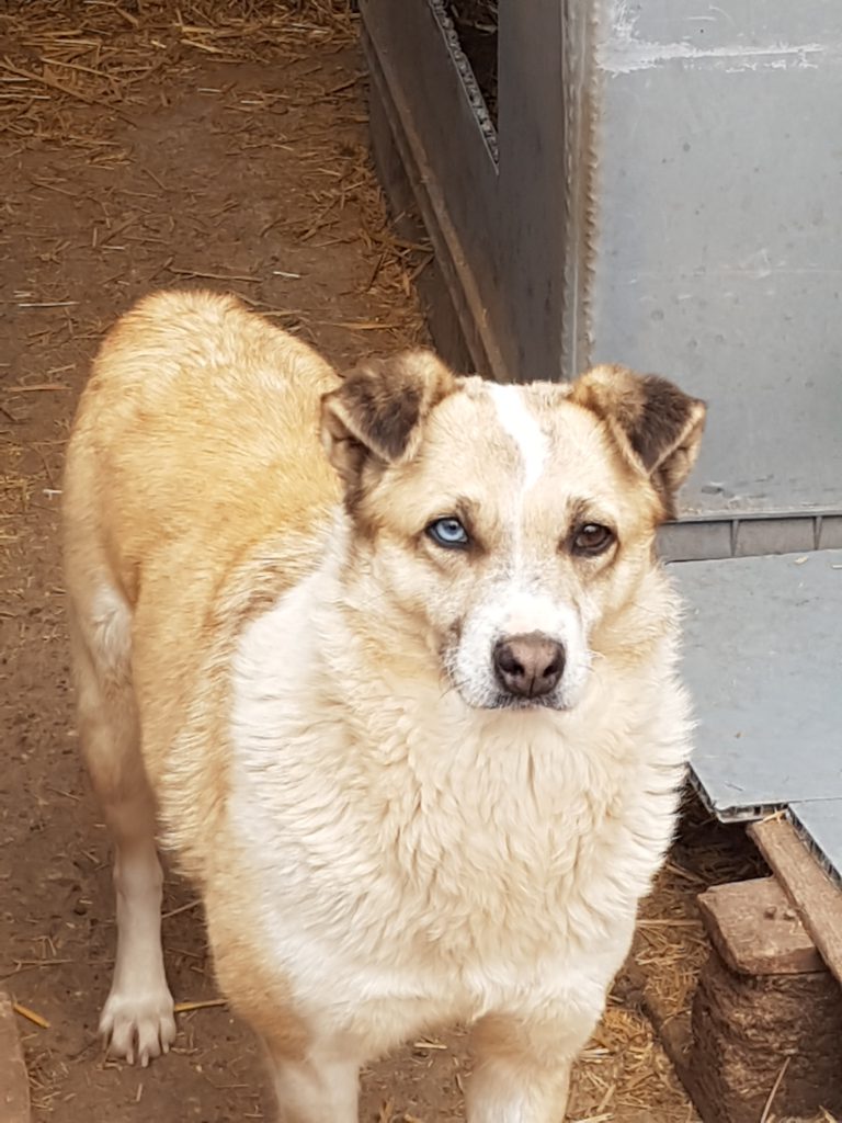 Hündin Missy wartet in Rumänien