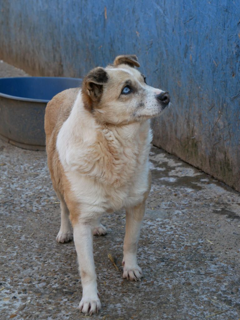 Hündin Missy wartet in Rumänien