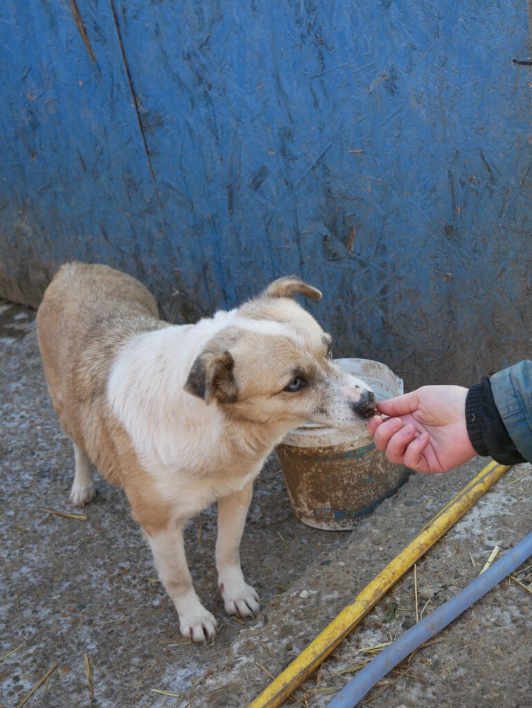 Hündin Missy wartet in Rumänien