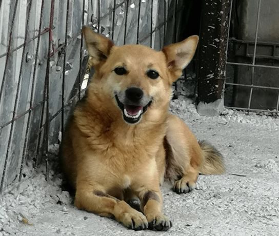 Hope K ca. 30 cm – Übernahme durch das Tierheim Bonn