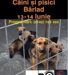 Spayathon vom 13. Juni 2020