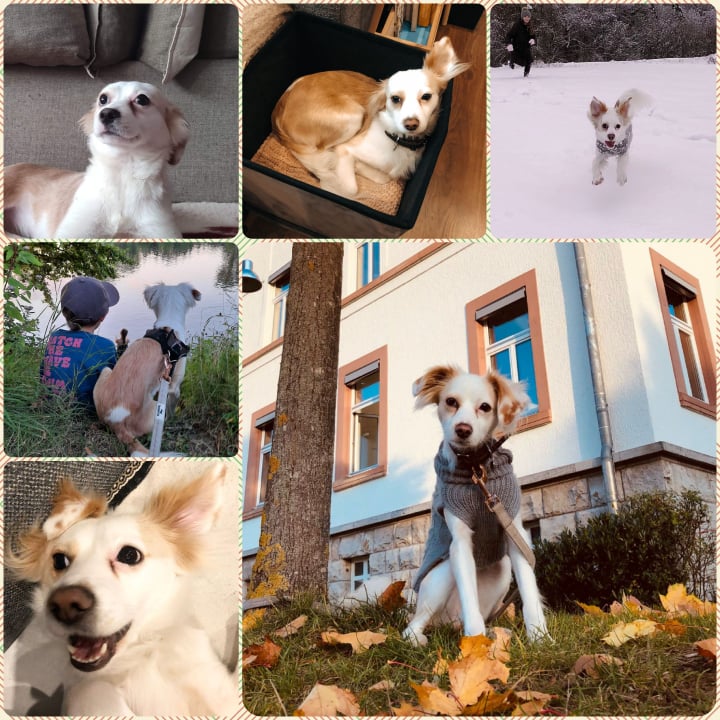 Unser Hund des Tages: Marla (Happy End)