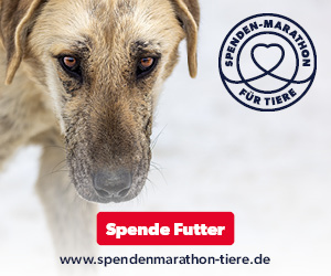 Der große Spenden – Marathon für Tiere von VETO – Tierschutz hat begonnen