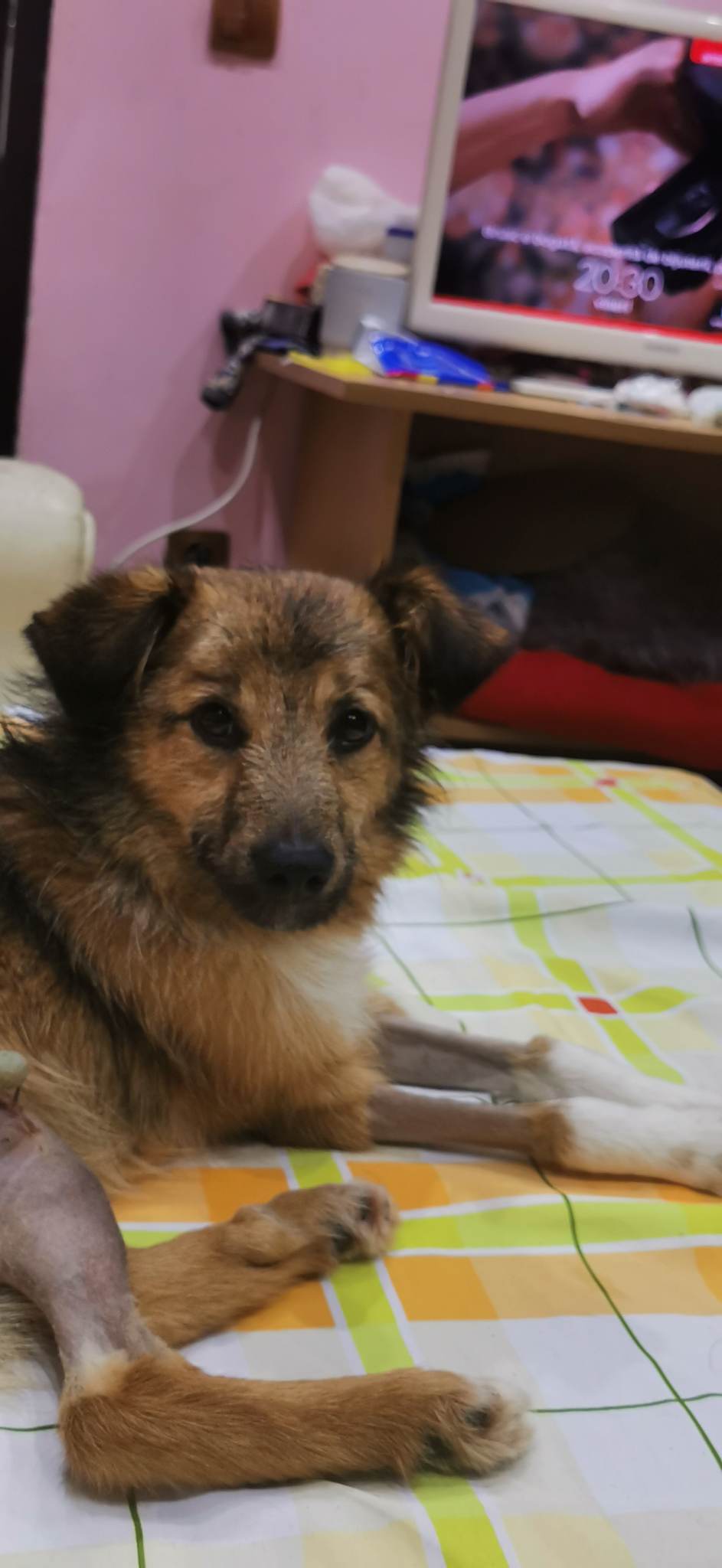 Bailey wartet in Rumänien