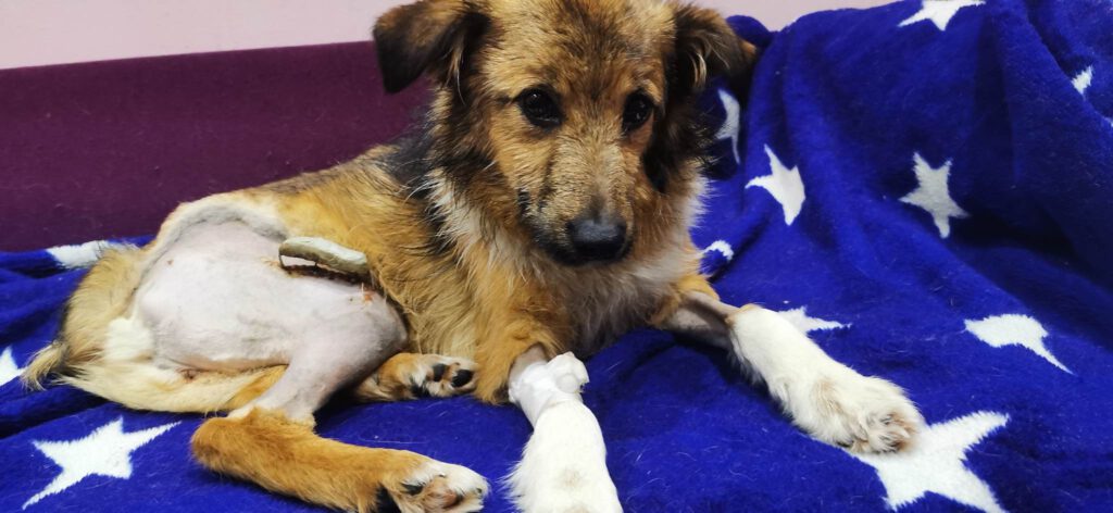 Bailey wartet in Rumänien