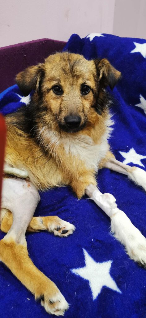 Bailey wartet in Rumänien
